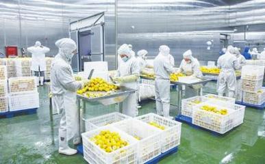 四川德順源食品股份 凍干食品出口繁忙，工人加緊生產迎海外市場